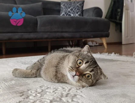 Sağlıklı Scottish Fold Erkek Kedime eş arıyorum ❗️