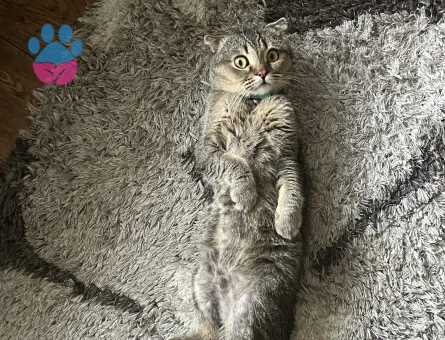 Sağlıklı Scottish Fold Erkek Kedime eş arıyorum ❗️