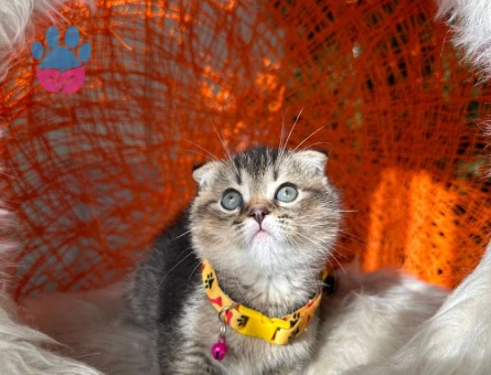 Sağlıklı Scottish Fold Erkek Kedime eş arıyorum ❗️