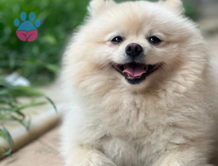 Safkan Erkek POMERIAN İçin Dişi Aranıyor