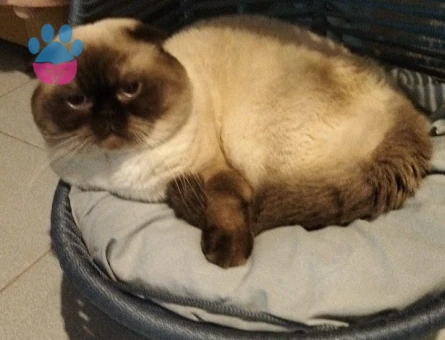 2 Yaşında Scotish Erkek Kedime Eş Arıyorum