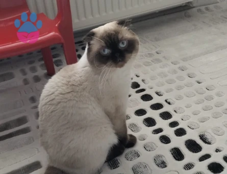 2 Yaşında Scotish Erkek Kedime Eş Arıyorum