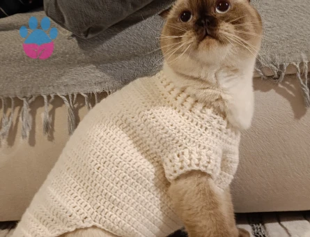 2 Yaşında Scotish Erkek Kedime Eş Arıyorum