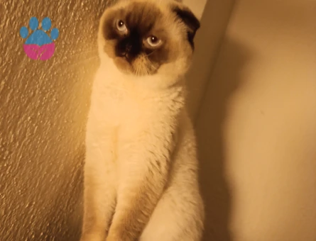 2 Yaşında Scotish Erkek Kedime Eş Arıyorum