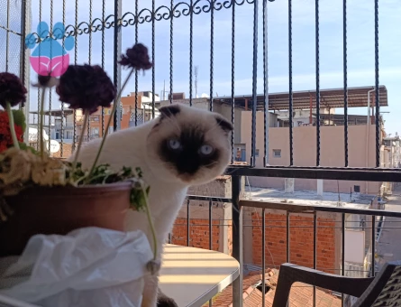 2 Yaşında Scotish Erkek Kedime Eş Arıyorum