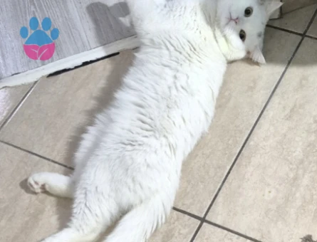 Scottish fold 10 Aylık Kedime Eş Arıyorum