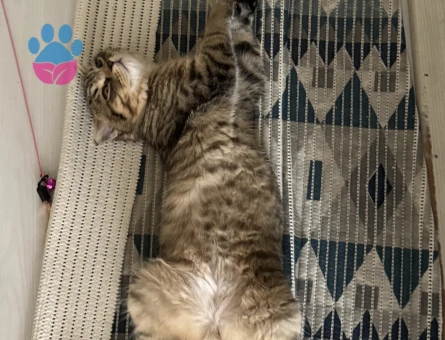 Scottish Fold 1 Yaşında Eş Arıyor