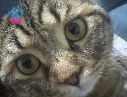 Scottish Fold 1 Yaşında Eş Arıyor