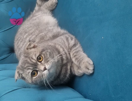 British Shorthair 1 Yaşında