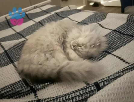 1 Yaş Kızgın Scottish Dişi Eş Arıyor