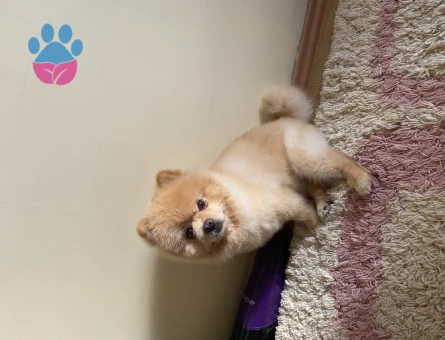 Pomeranian Boo Oğluma Eş Arıyorum