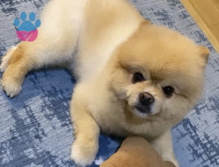 Pomeranian Boo Oğluma Eş Arıyorum