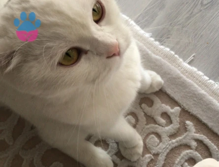 British Shorthair 1 Yaşında Eş Arıyor