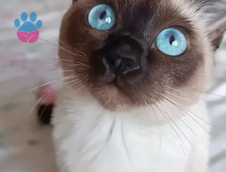 Siyam Kızıma Eş Arıyorum