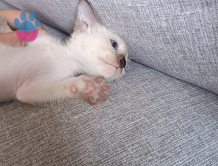 Siyam Kızıma Eş Arıyorum