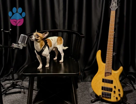 Pinscher Köpeğime Eş Arıyorum