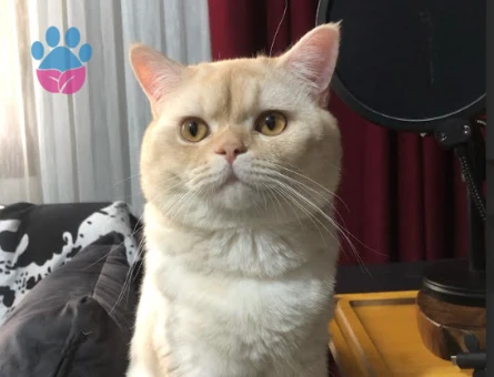 Paşa'mıza Gelin adayı