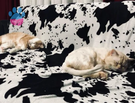 Paşa'mıza Gelin adayı