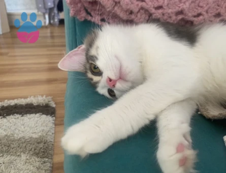 9 Aylık Dişi Kedimi çiftleştirmek istiyorum