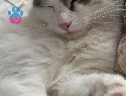 9 Aylık Dişi Kedimi çiftleştirmek istiyorum