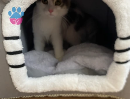 9 Aylık Dişi Kedimi çiftleştirmek istiyorum