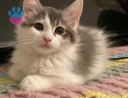 9 Aylık Dişi Kedimi çiftleştirmek istiyorum