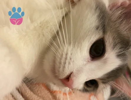 9 Aylık Dişi Kedimi çiftleştirmek istiyorum