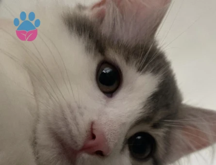 9 Aylık Dişi Kedimi çiftleştirmek istiyorum