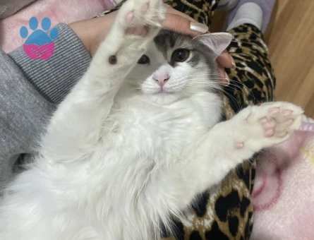 9 Aylık Dişi Kedimi çiftleştirmek istiyorum