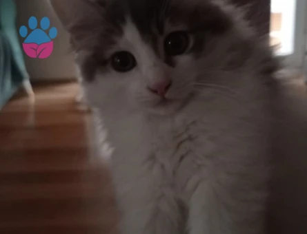 9 Aylık Dişi Kedimi çiftleştirmek istiyorum