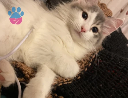 9 Aylık Dişi Kedimi çiftleştirmek istiyorum