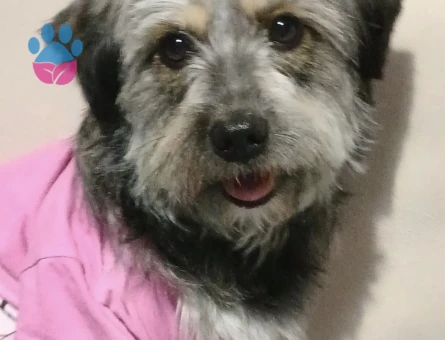 kızımıza eş arıyoruz