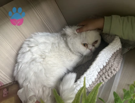 Dişi Scottish fold kızımız için eş arıyoruz