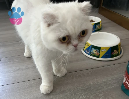 Dişi Scottish fold kızımız için eş arıyoruz