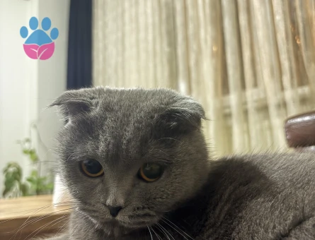 Kızıma eş arıyorum