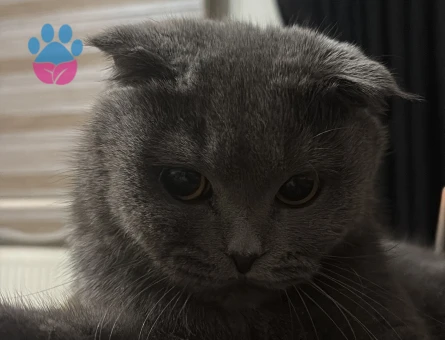 Kızıma eş arıyorum