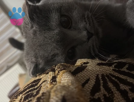 Kızıma eş arıyorum