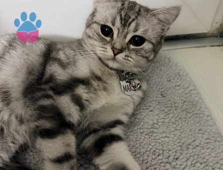 British Shorthair Güzel kızıma eş arıyorum