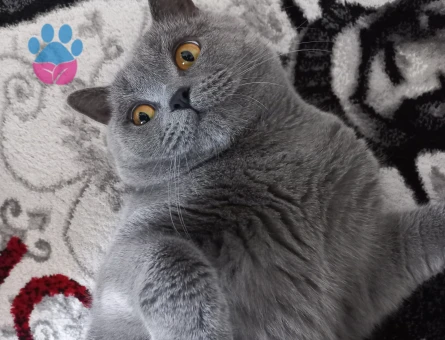 British Shorthair Eros Eş Arıyor