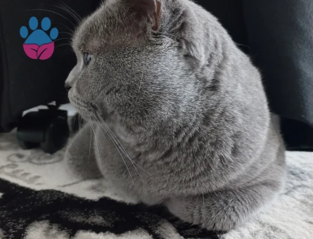 British Shorthair Eros Eş Arıyor