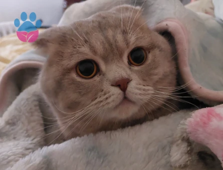 Scottish British kırması Çiftleştirme