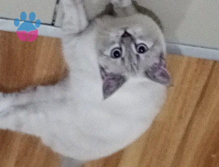 British Shorthair 1 Yaşında Eş Arıyor