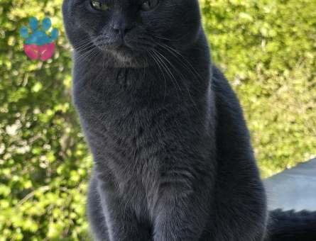 British Shorthair Erkek Kızgınlıkta