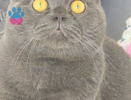 British Shorthair Erkek Kızgınlıkta