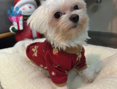 2 Kg Sağlıklı Erkek Maltese Terrier Oğluma Dişi Eş Arıyoruz