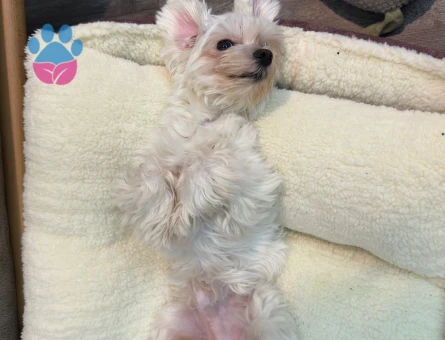 2 Kg Sağlıklı Erkek Maltese Terrier Oğluma Dişi Eş Arıyoruz