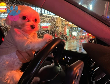 2 Kg Sağlıklı Erkek Maltese Terrier Oğluma Dişi Eş Arıyoruz