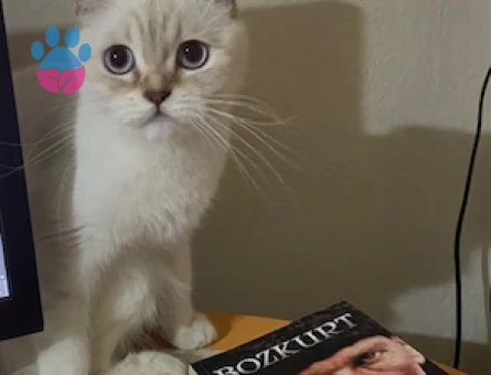 3 yaşındaki kızıma eş arıyorum, ilk defa anne olacak