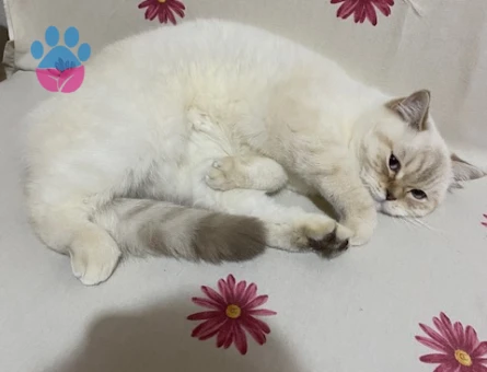 3 yaşındaki kızıma eş arıyorum, ilk defa anne olacak