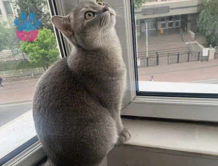 Scottish Fold 1 Yaşında Erkek Kızgınlıkta